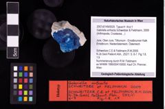 NHMW-GEO-2007z0149-0025_Ol_03.tifGabriella anfracta (Schweitzer & Feldmann, 2009)  (NHMW-GEO-2007z0149-0025)